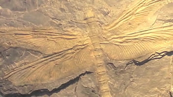 Dark Lantern Entertainment Presents &#039_The Dragonfly&#039_