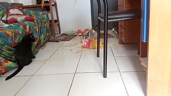 Sarah Rosa │ Torrando Amendoim Afrodis&iacute_aco