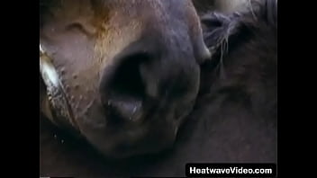 Royal MILF fucked by officer