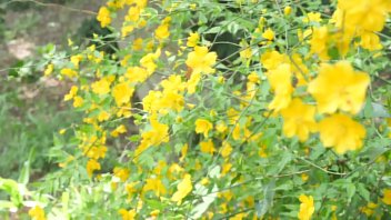 初撮り人妻ドキュメント 黒木まり