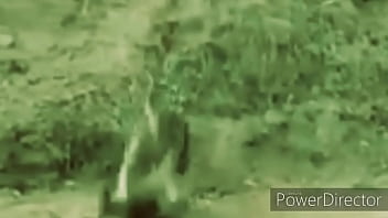 Cangurus brigando ao som de link park 2020 atualizado