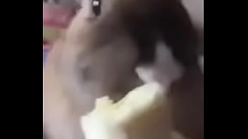 D&iacute_a del platano full HD (conejita come platano)