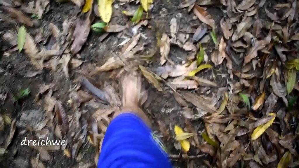 feeding plants and flowers of the field