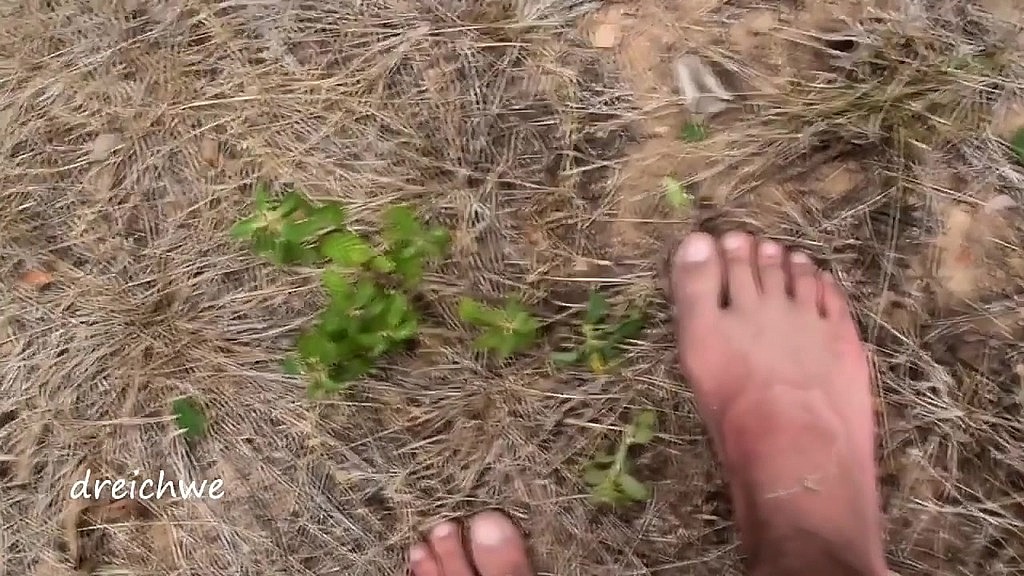 crushing plants in the field