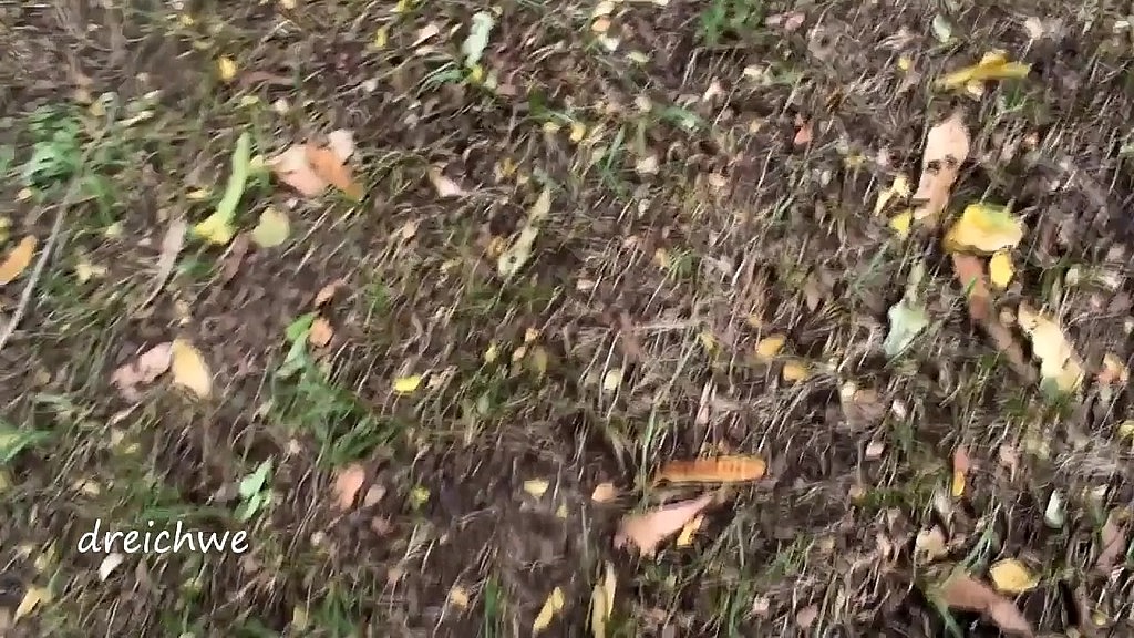 crushing plants with my feet