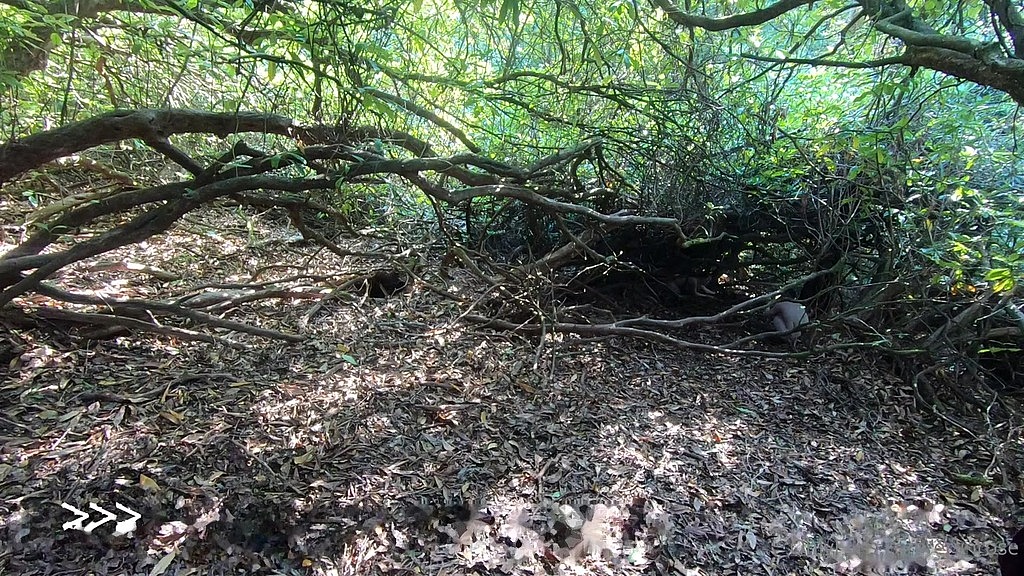 two naked woodland creatures taking pretty pictures