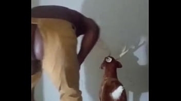 Similar colors to creamy peanut butter 3