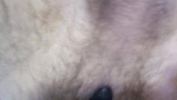 Peludo masturbando o &acirc_nus, gemendo alto e assistindo porn&ocirc_, ejaculando precoce no final (Use fone gemido alto)