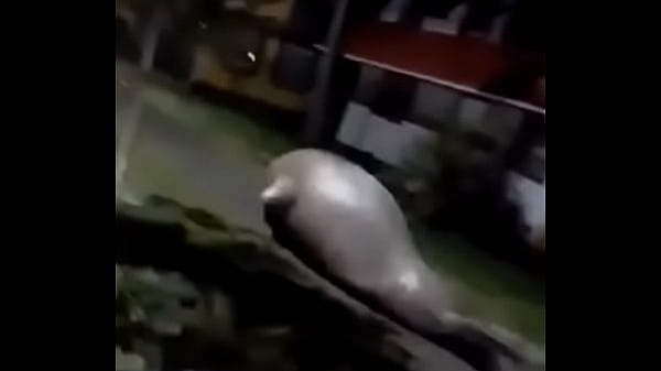 CU DE MORSA FODENDO COM A SALA INTEIRA DO COLEGIO