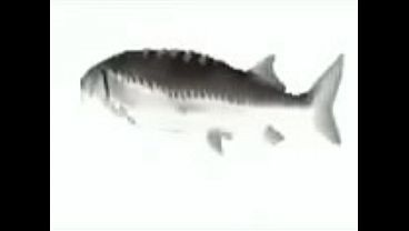 Pez girando por 1 hora