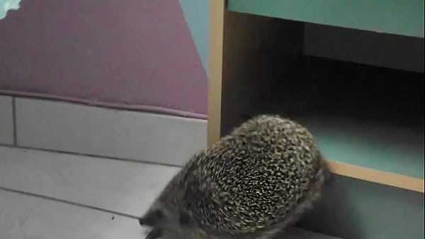 Video de v&eacute_rification