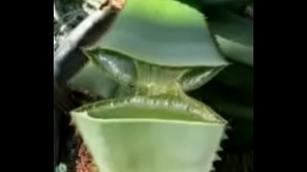 CURAR CANCER. LINK VIDEO COMPLETO http://gestyy.com/erIuny